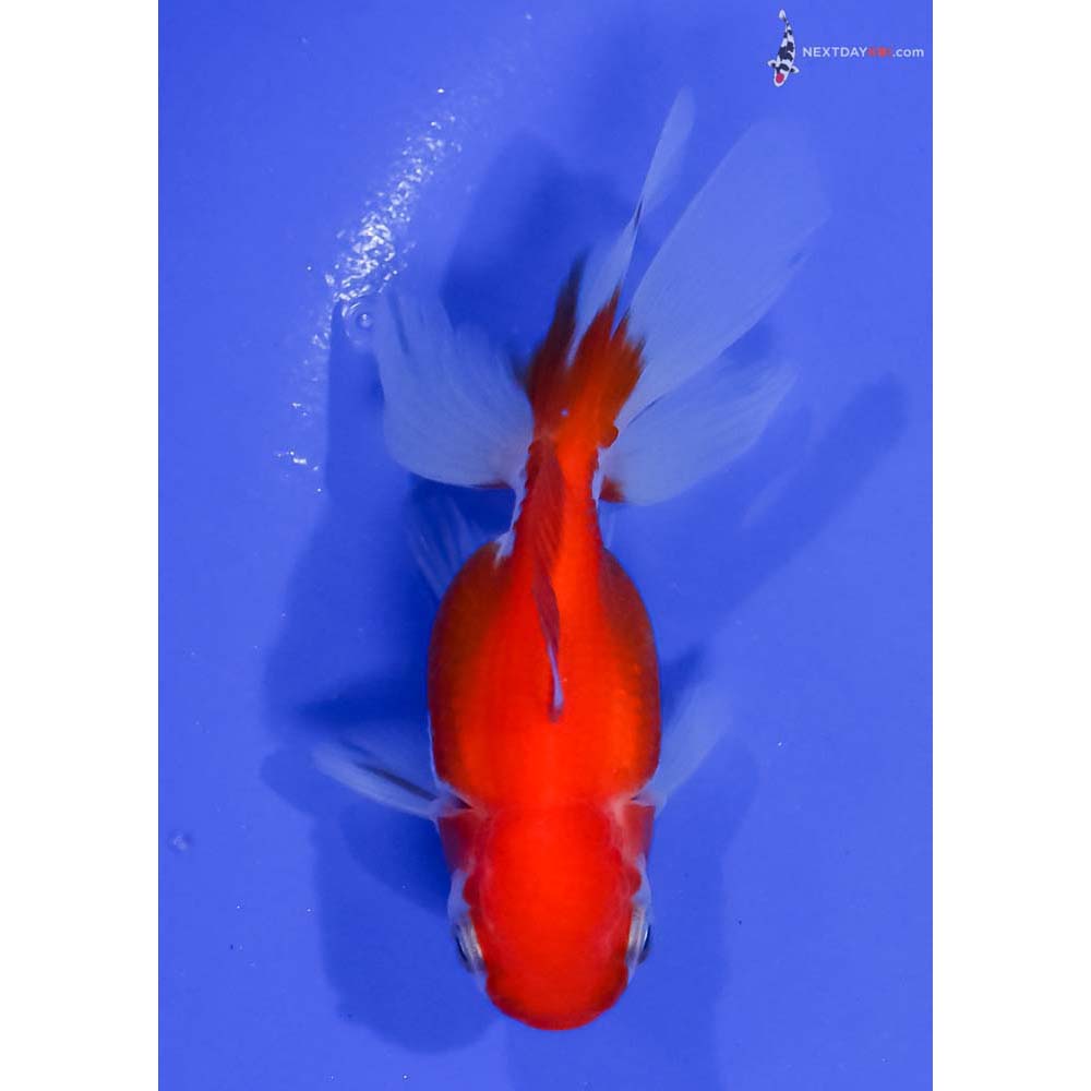 3.5” Imported Red and White Oranda