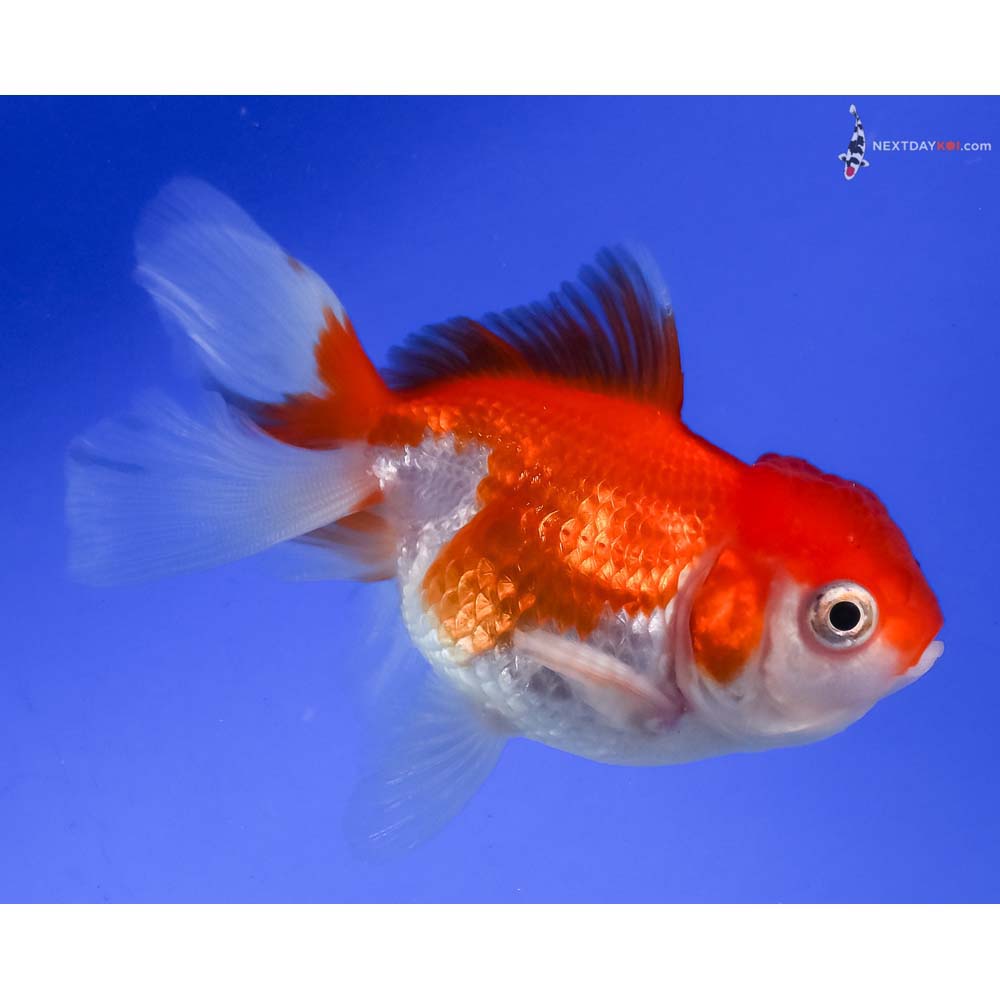 3.5” Imported Red and White Oranda