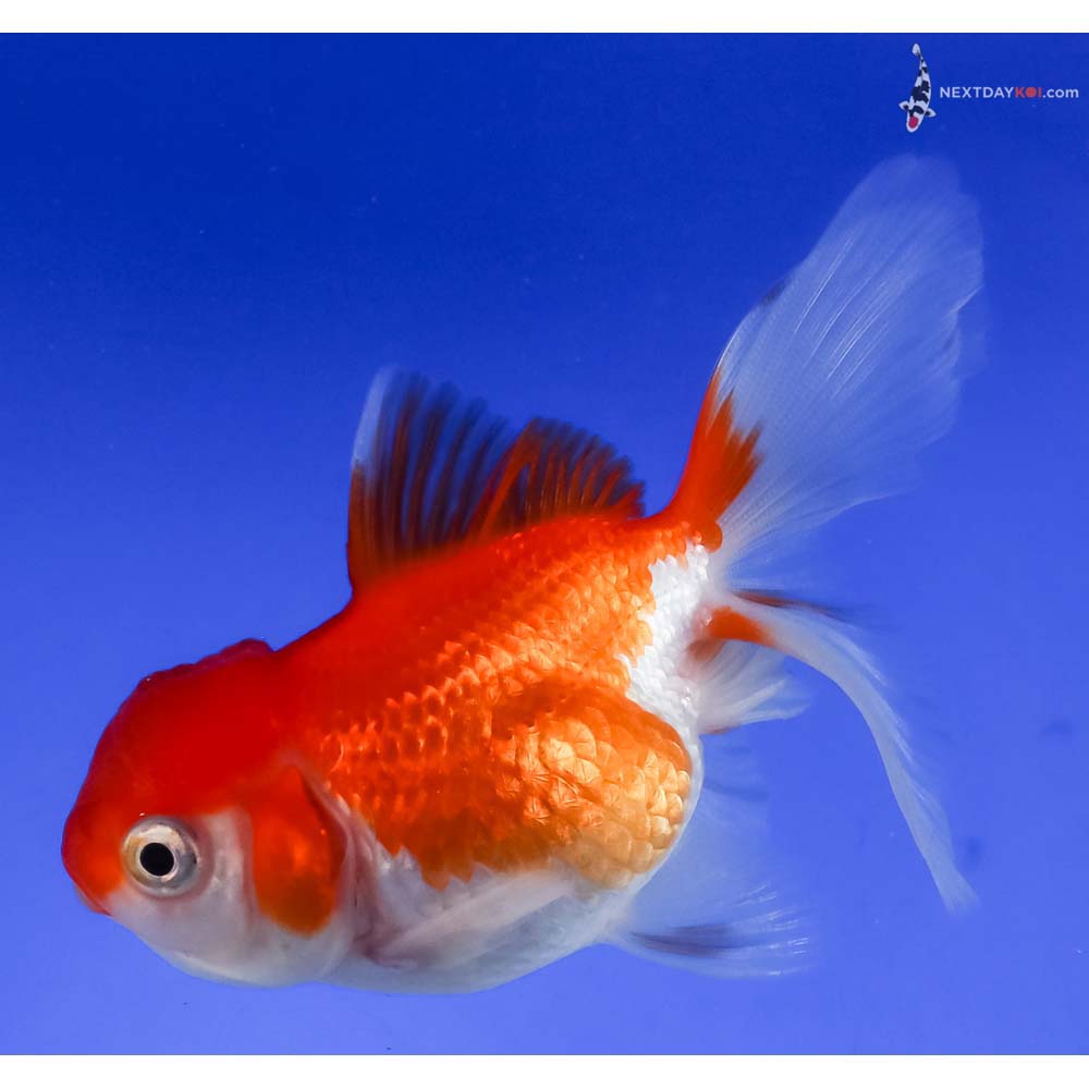 3.5” Imported Red and White Oranda