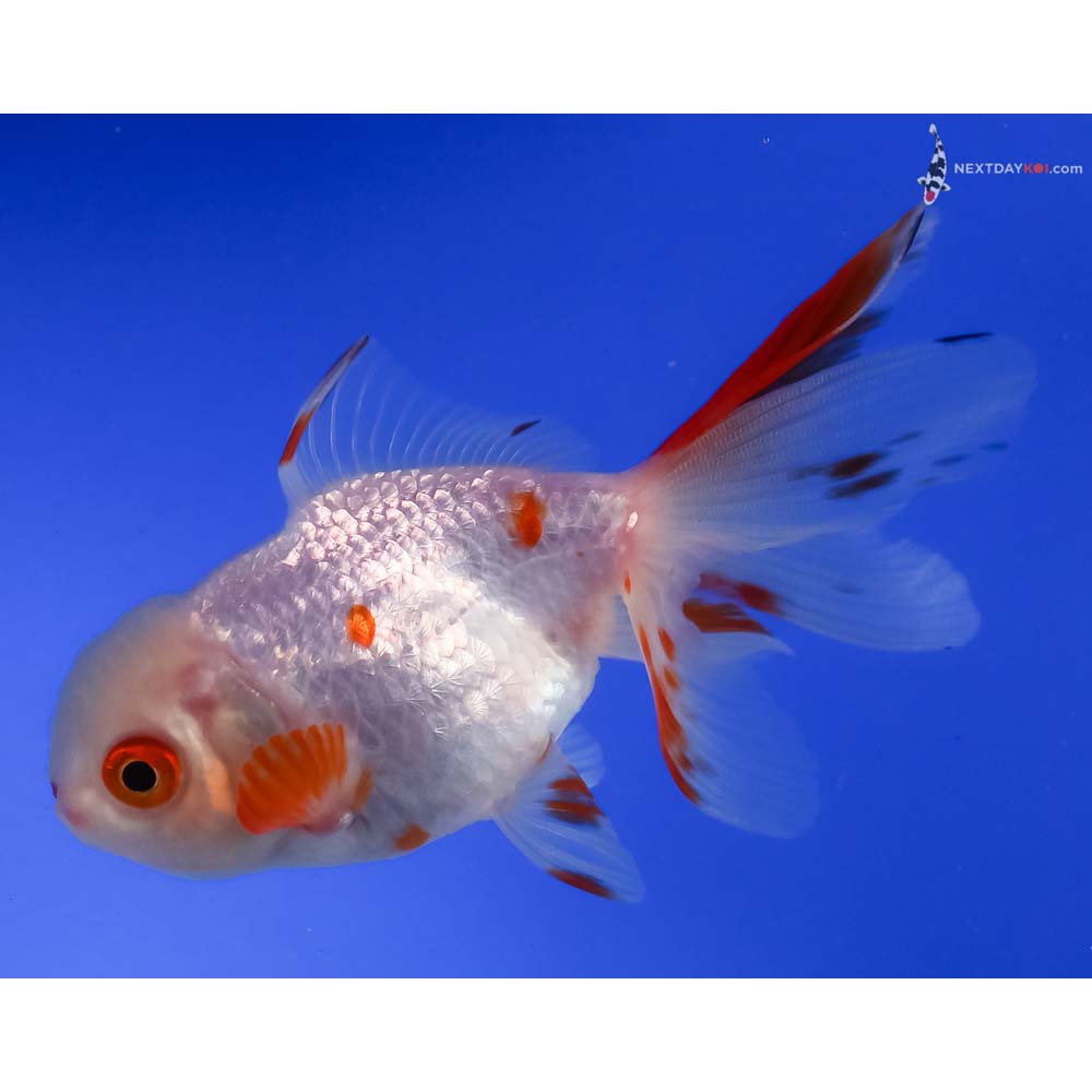 4” Imported Red and White Oranda