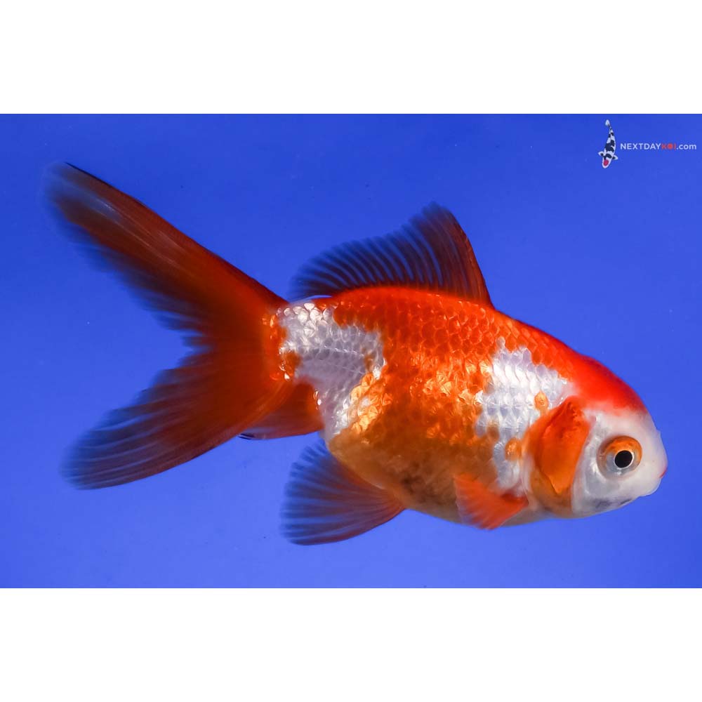 4” Imported Red and White Fantail