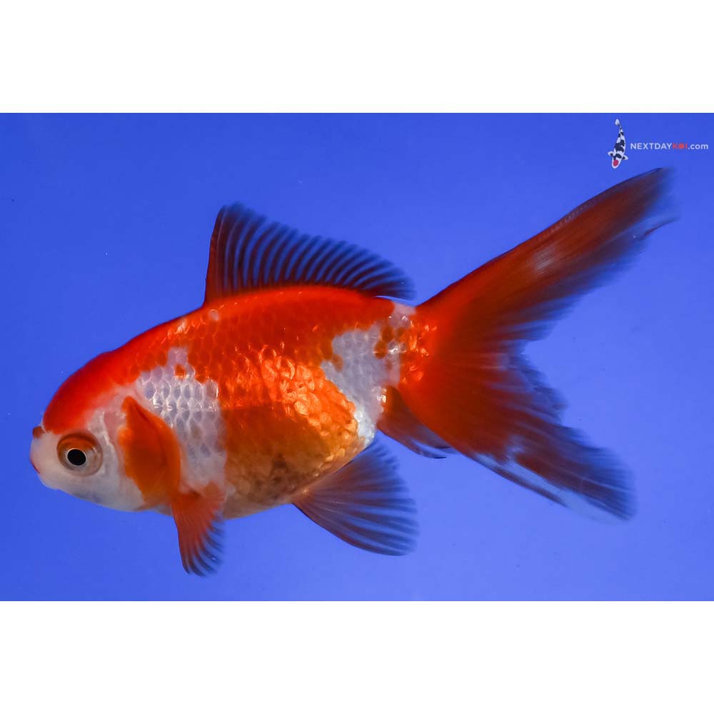 4” Imported Red and White Fantail