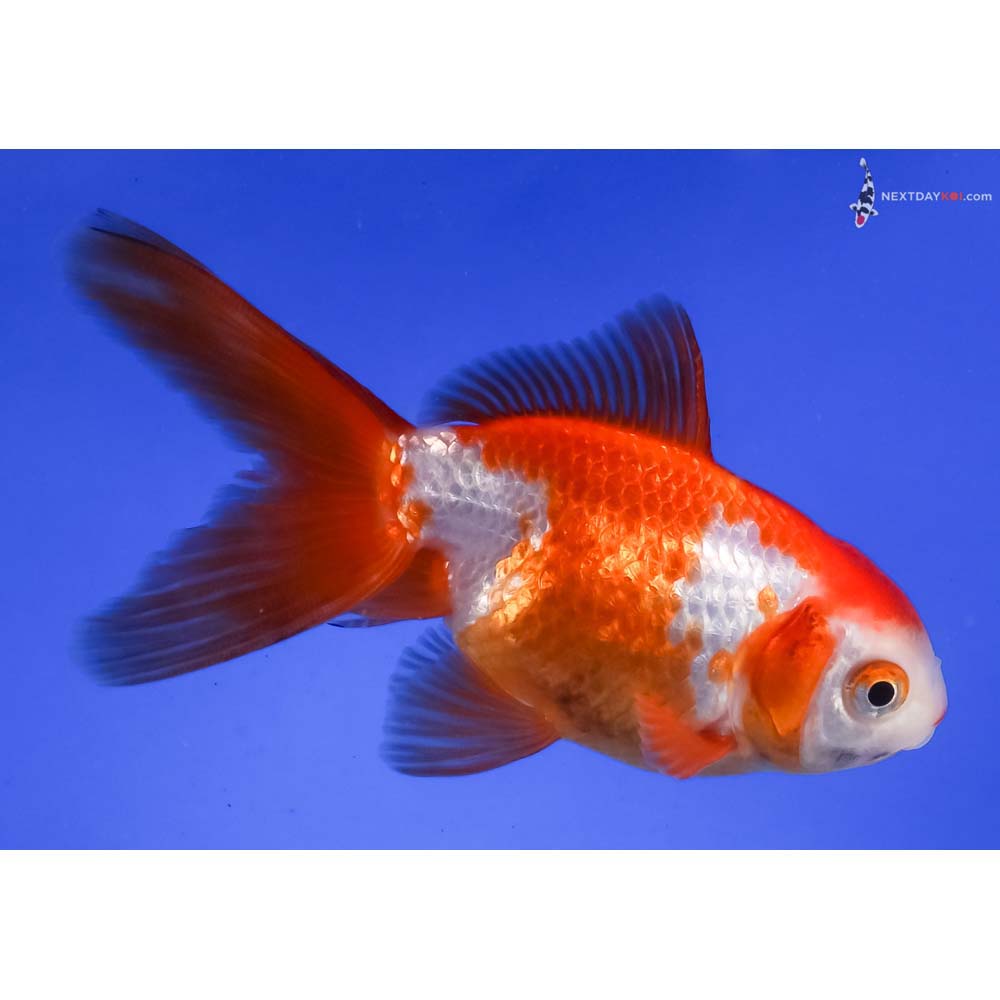 4” Imported Red and White Fantail