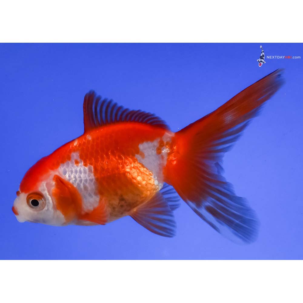 4” Imported Red and White Fantail