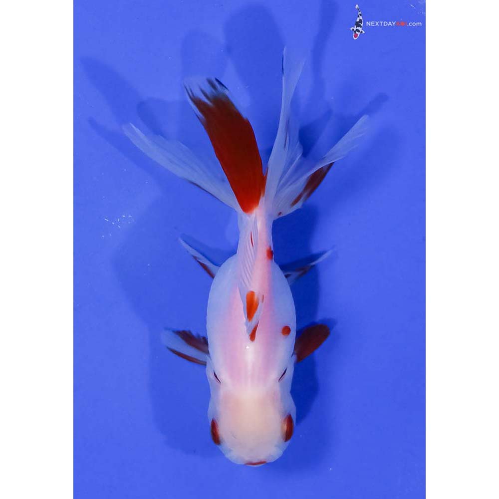 4” Imported Red and White Oranda