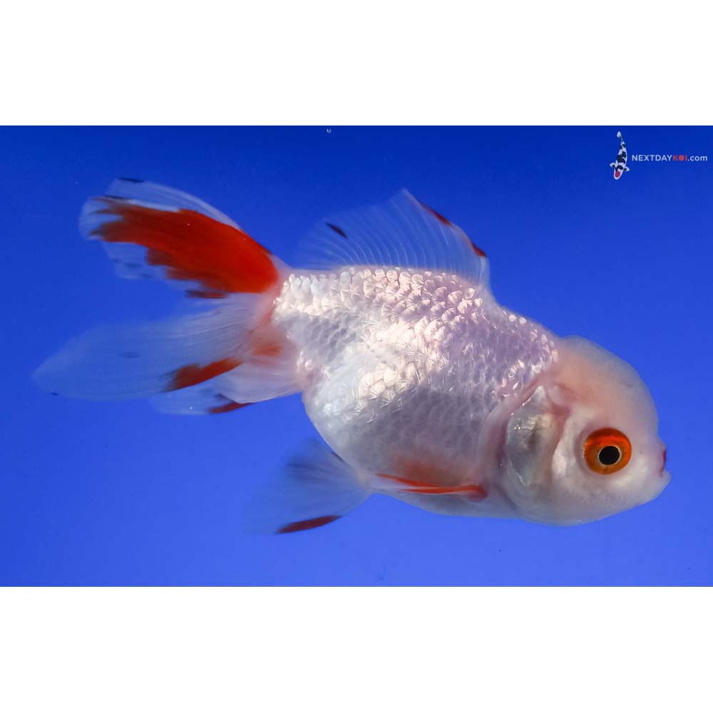 4” Imported Red and White Oranda