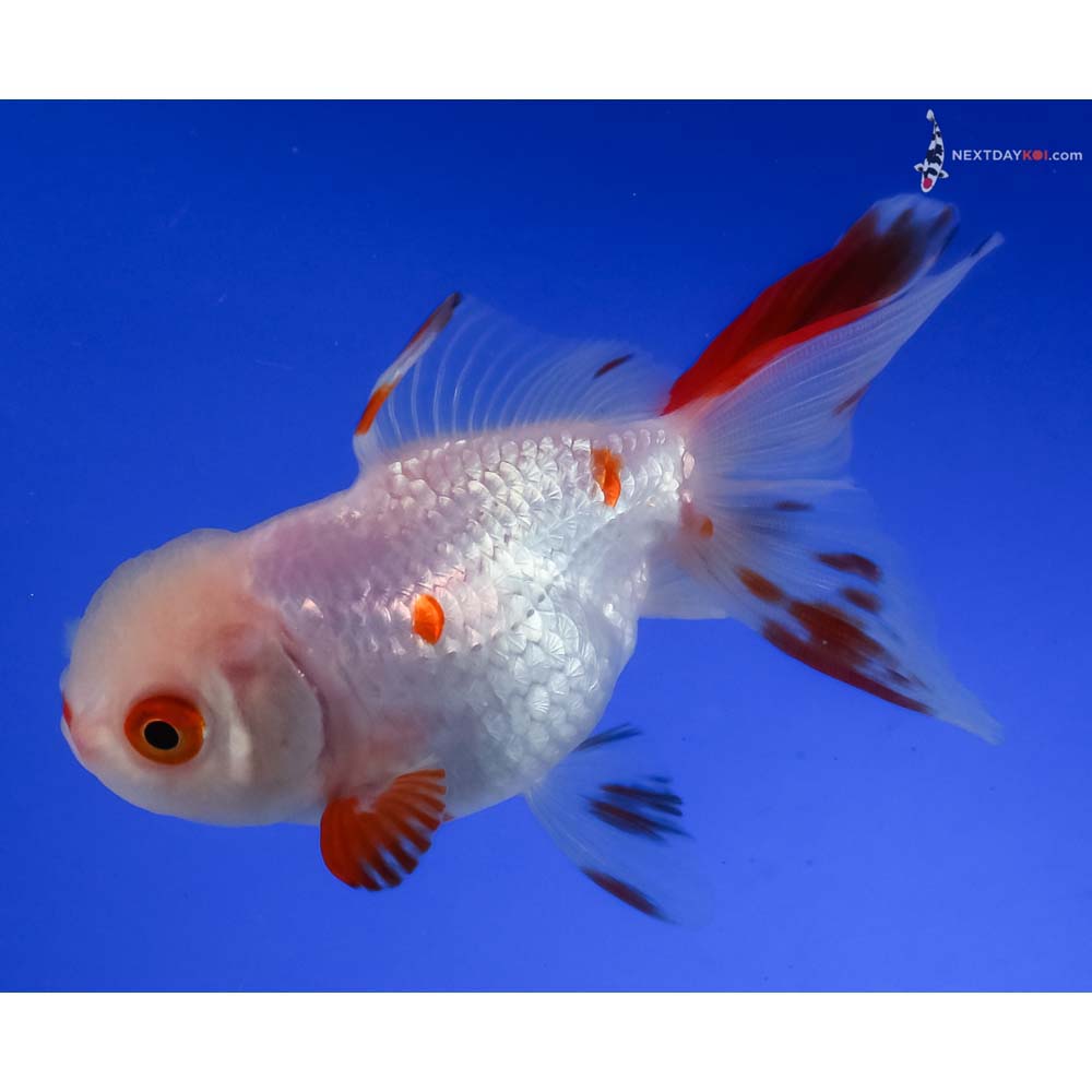 4” Imported Red and White Oranda