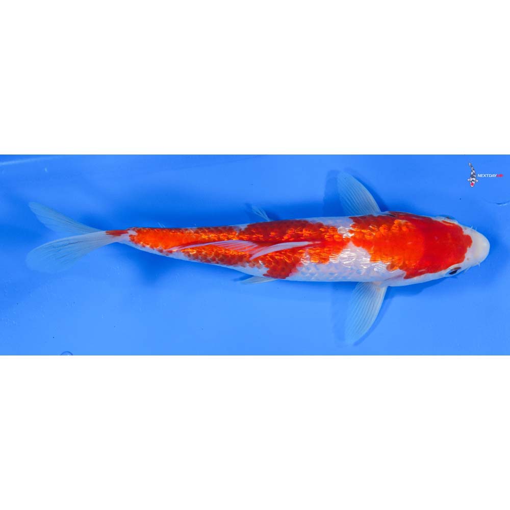 8.5” Imported Gin Rin Kohaku