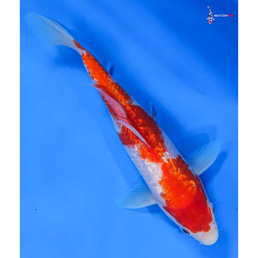 8.5” Imported Gin Rin Kohaku