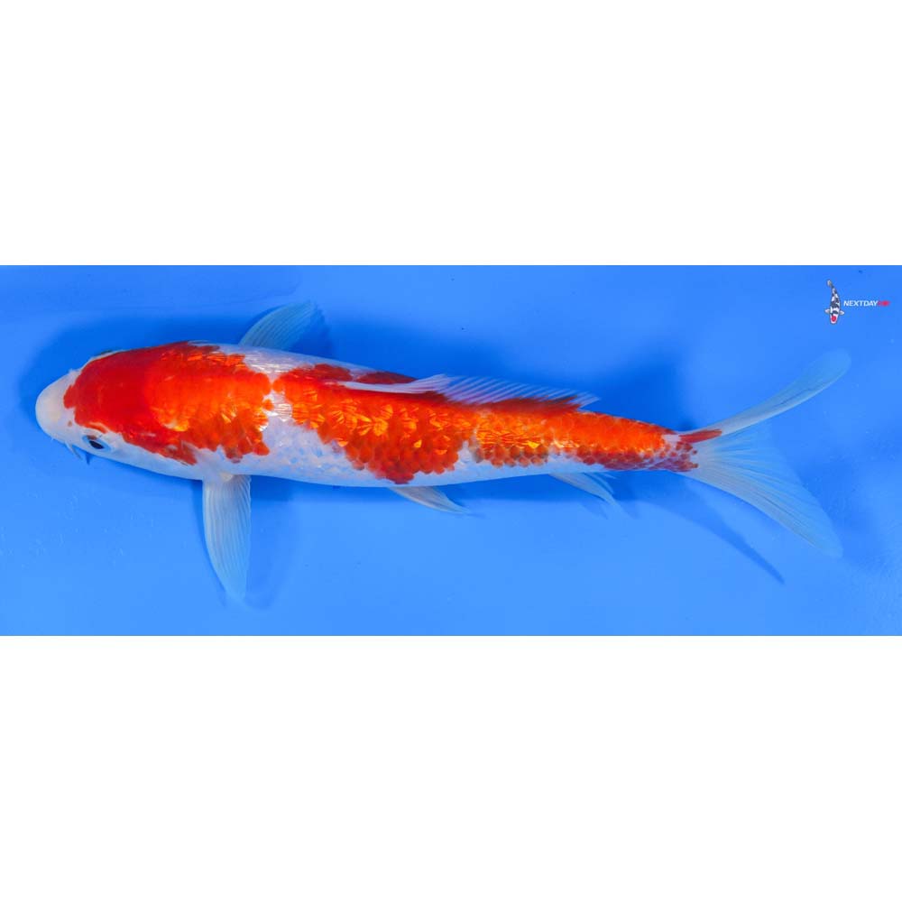 8.5” Imported Gin Rin Kohaku