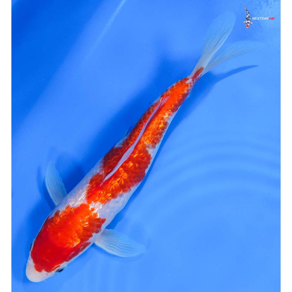 8.5” Imported Gin Rin Kohaku