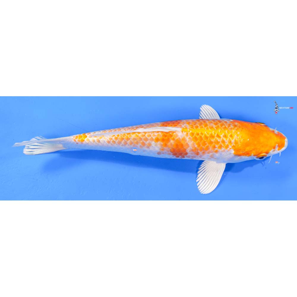 8.5” Imported Hariwake