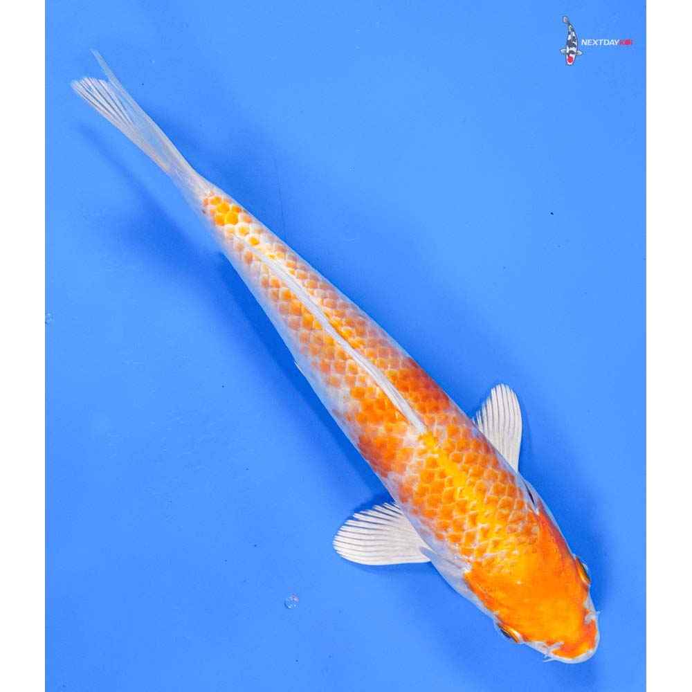 8.5” Imported Hariwake