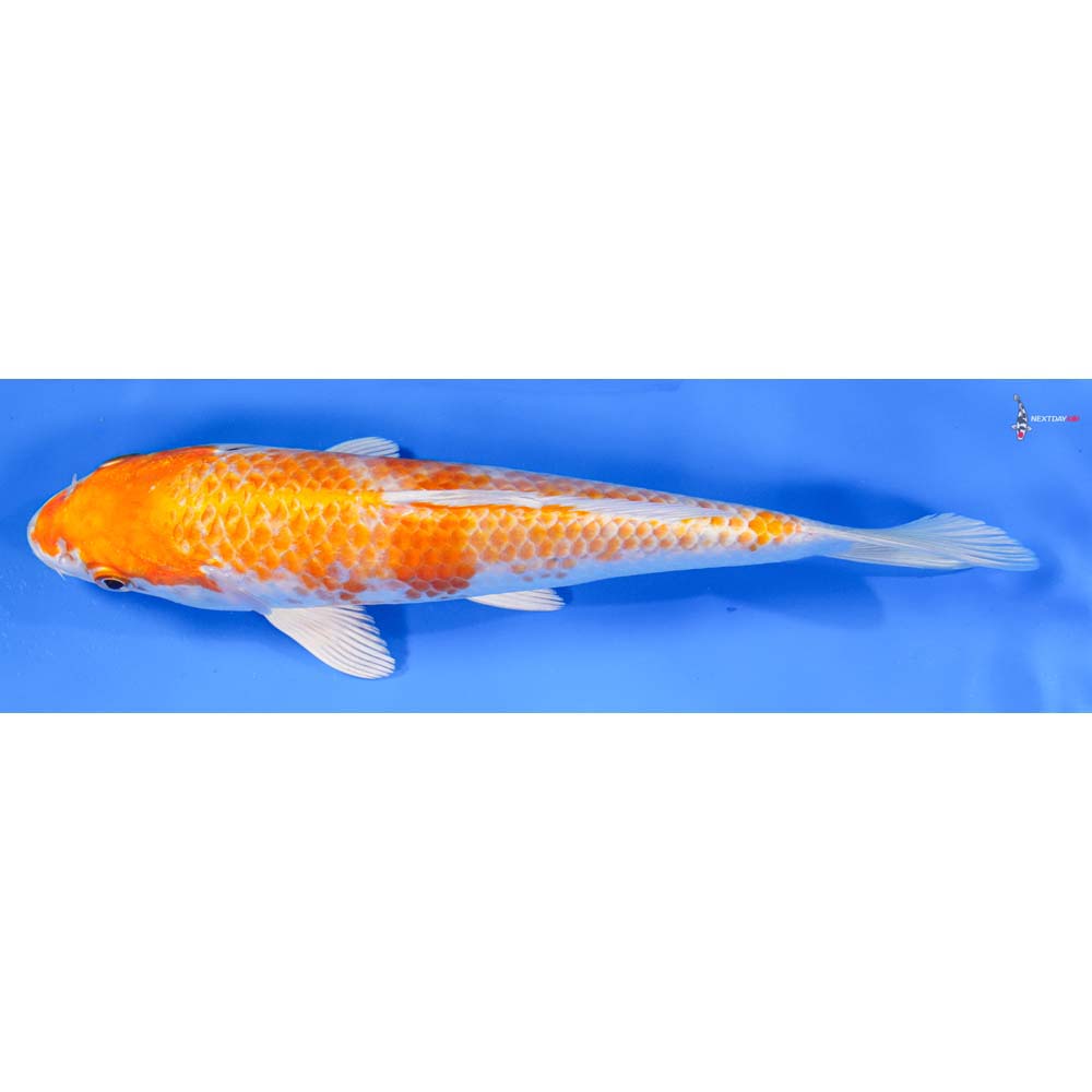 8.5” Imported Hariwake