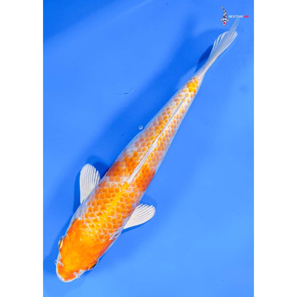 8.5” Imported Hariwake