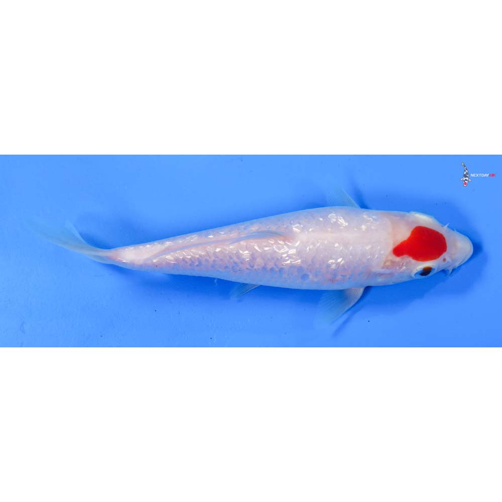6” Imported Gin Rin Kohaku
