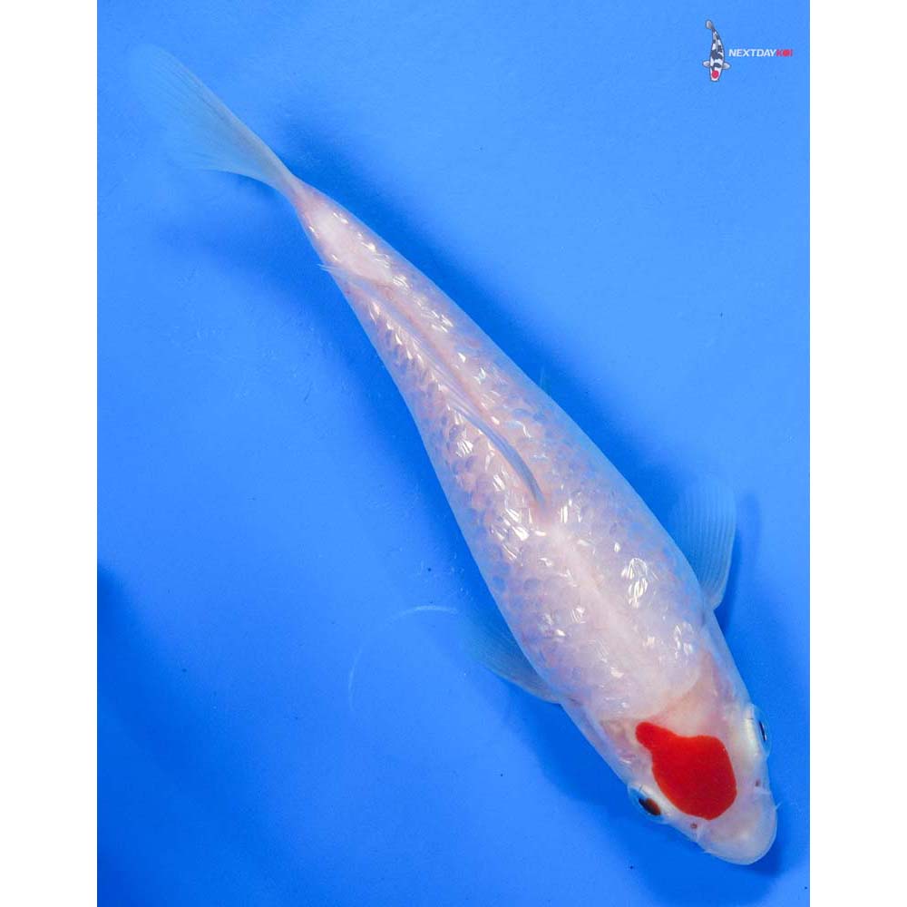 6” Imported Gin Rin Kohaku