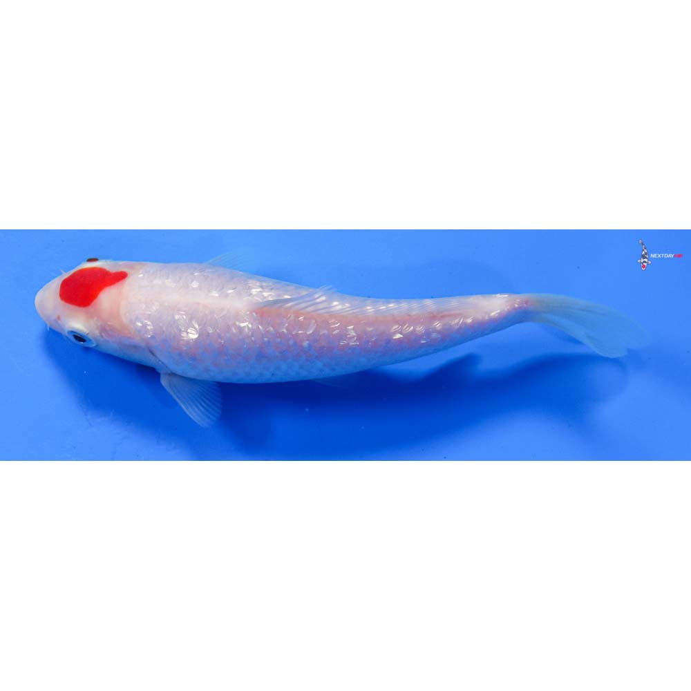 6” Imported Gin Rin Kohaku