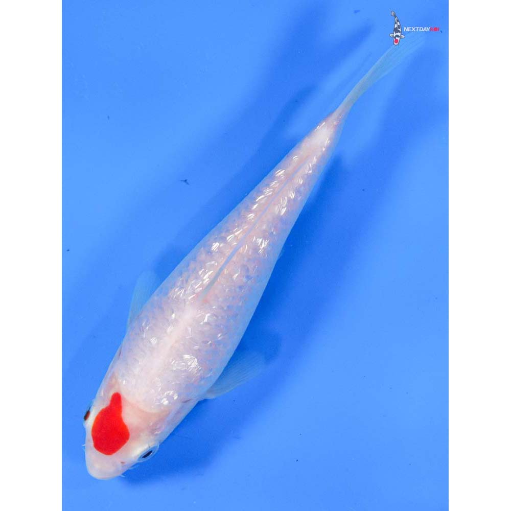 6” Imported Gin Rin Kohaku