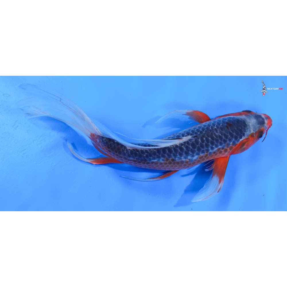 9” Imported Asagi Butterfly Koi