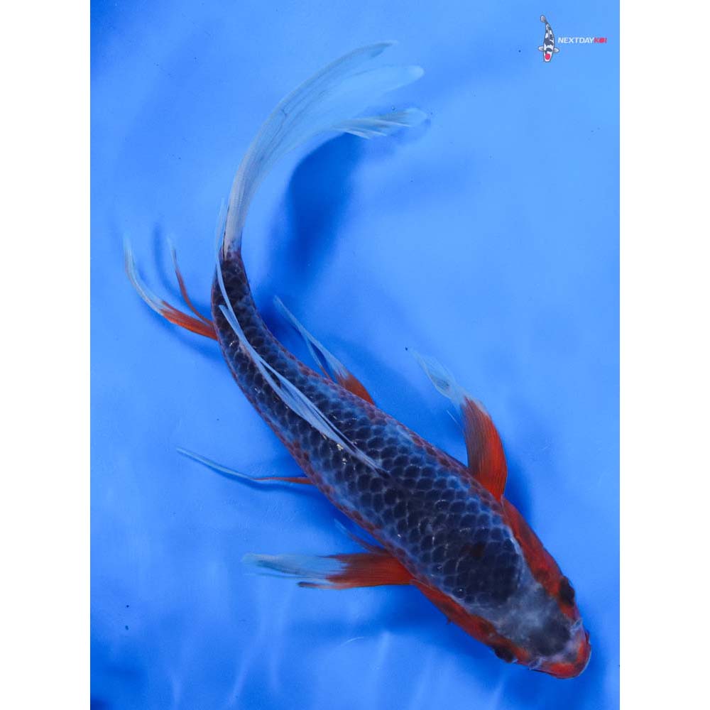 9” Imported Asagi Butterfly Koi