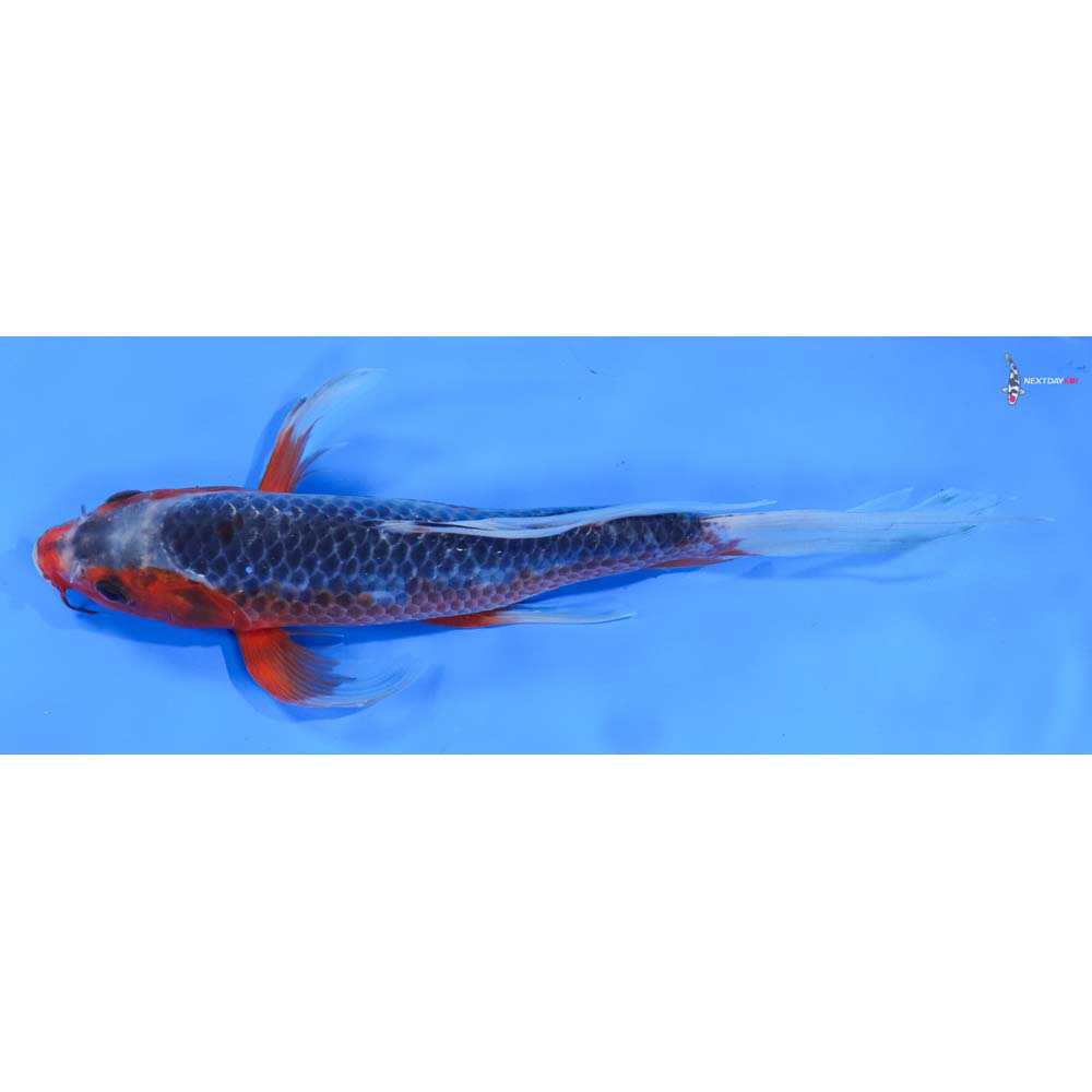 9” Imported Asagi Butterfly Koi