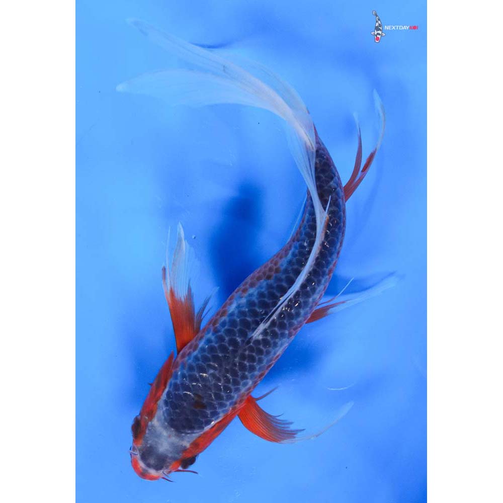 9” Imported Asagi Butterfly Koi