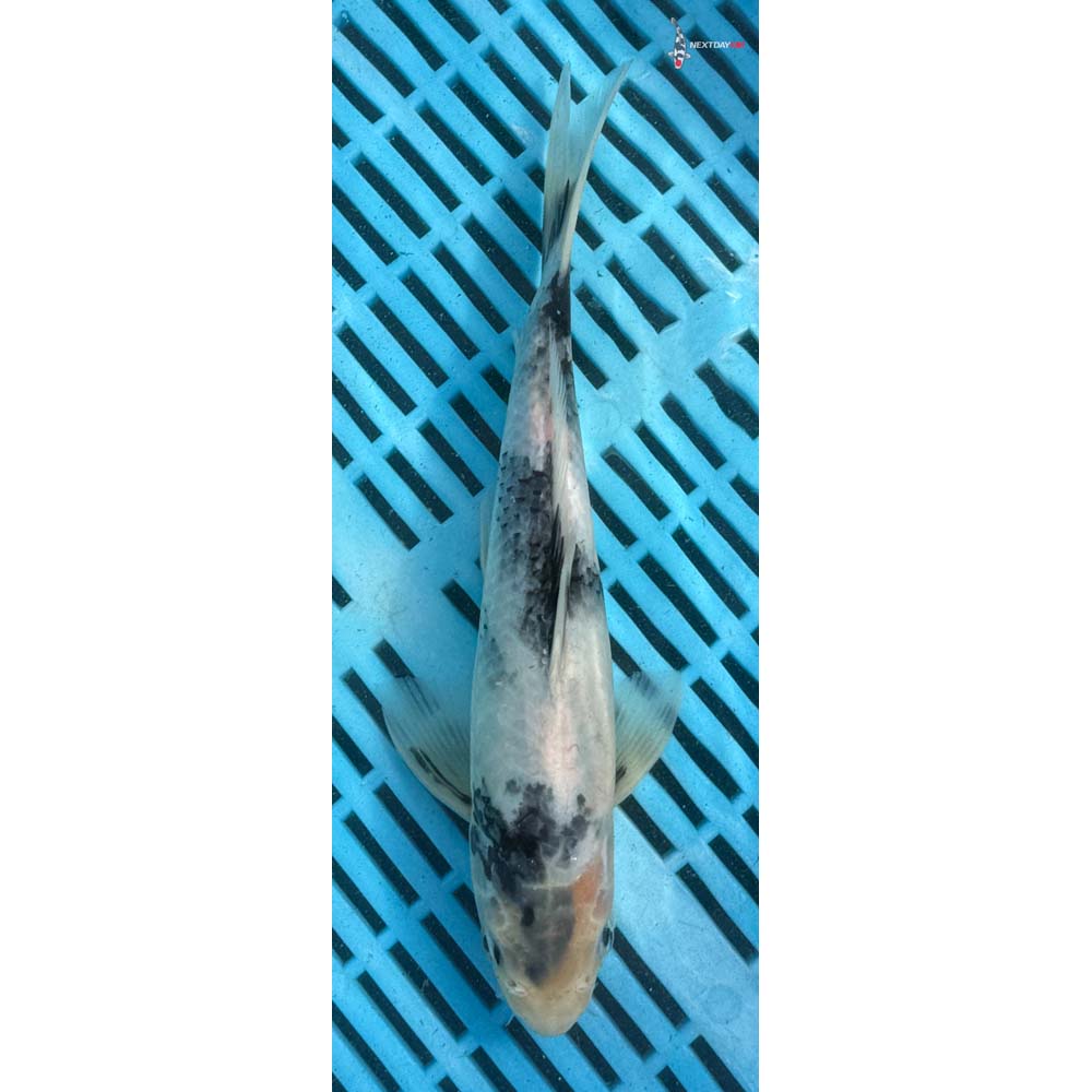 10-12” Imported Shiro Utsuri