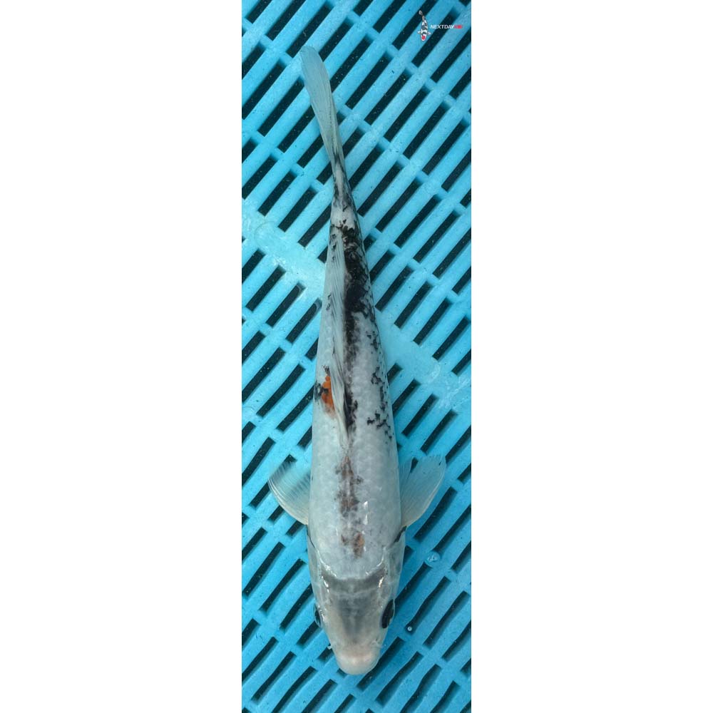 10-12” Imported Beni Matsukawabakke