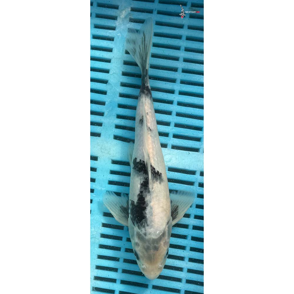 10-12” Imported Shiro Utsuri