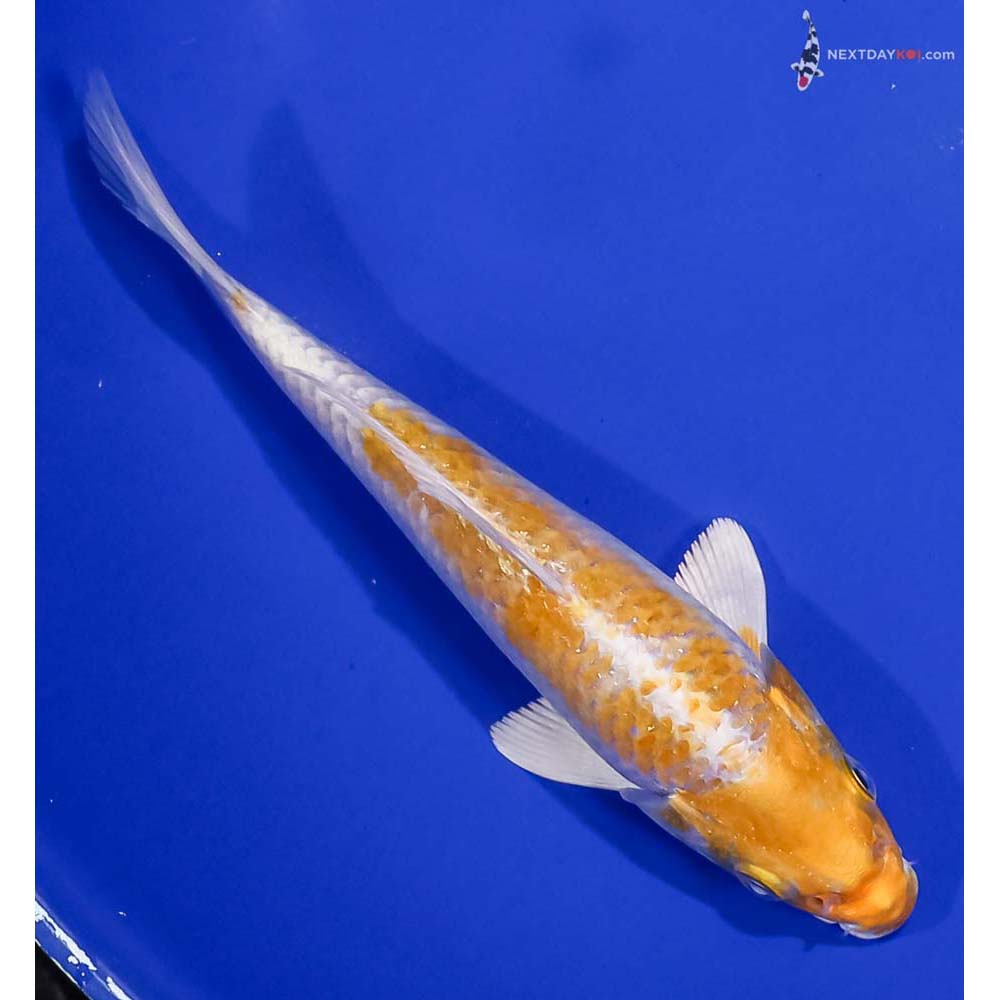 6” Imported Lemon Hariwake