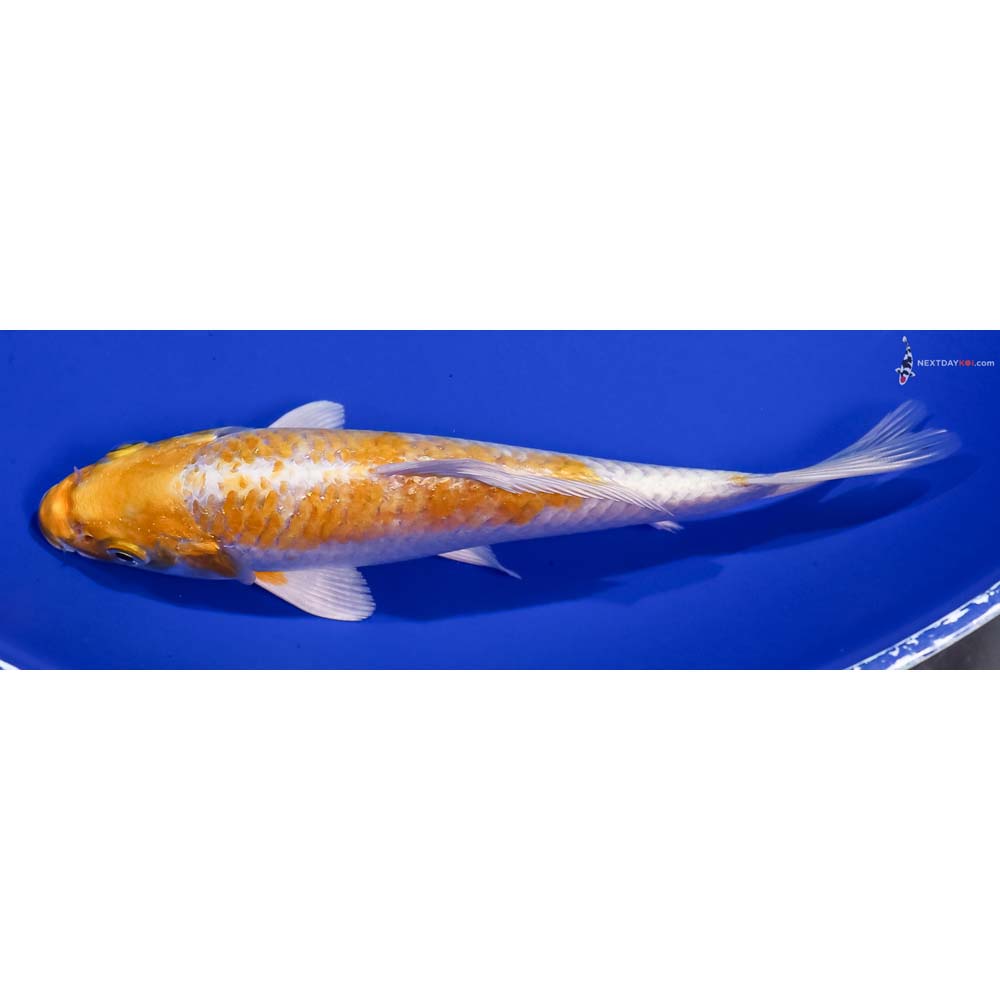 6” Imported Lemon Hariwake