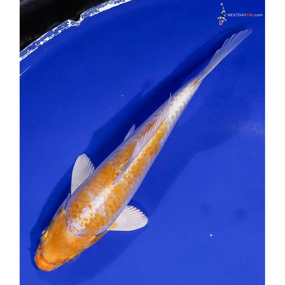 6” Imported Lemon Hariwake