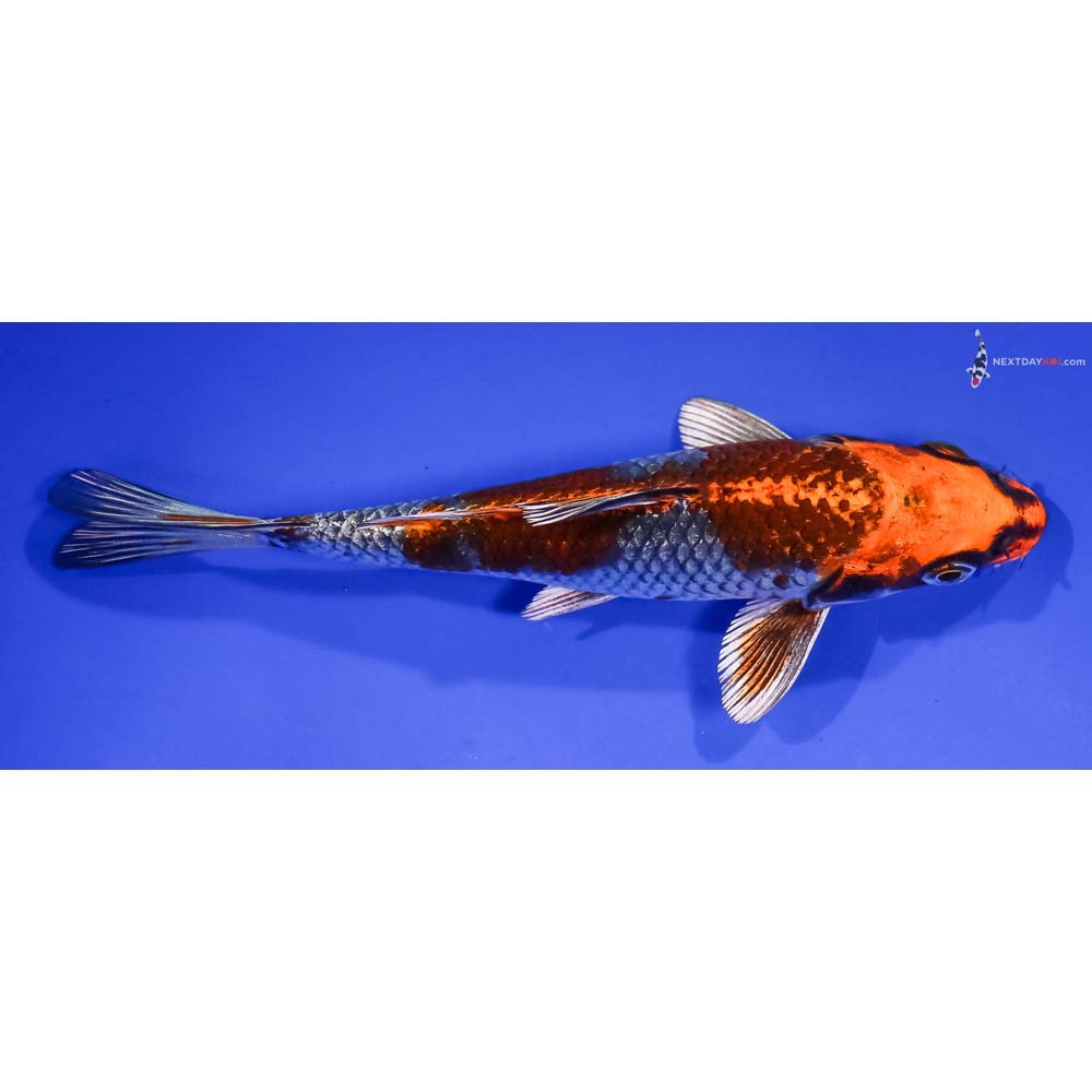 6” Imported Kujaku