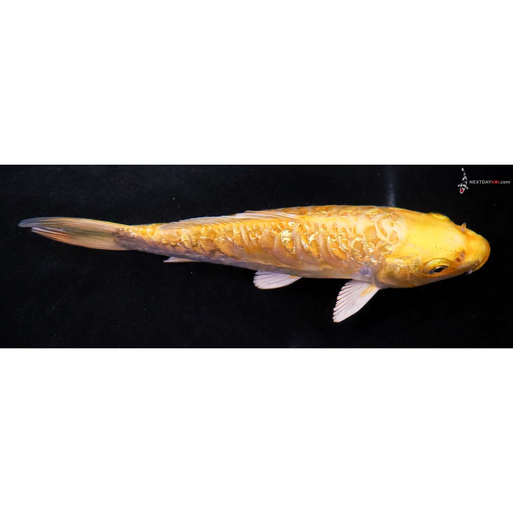 6.5” Imported Gin Rin Doitsu Yamabuki Ogon