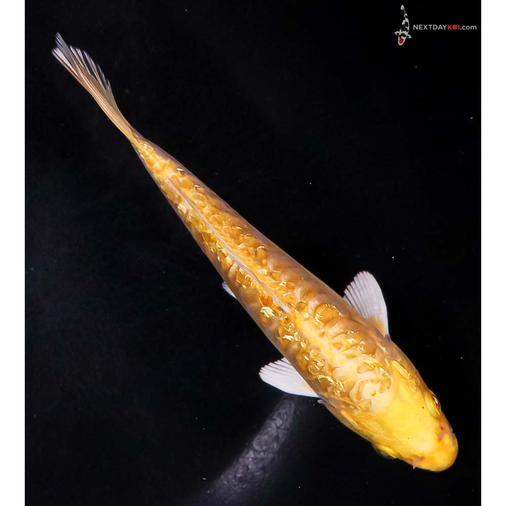 6.5” Imported Gin Rin Doitsu Yamabuki Ogon