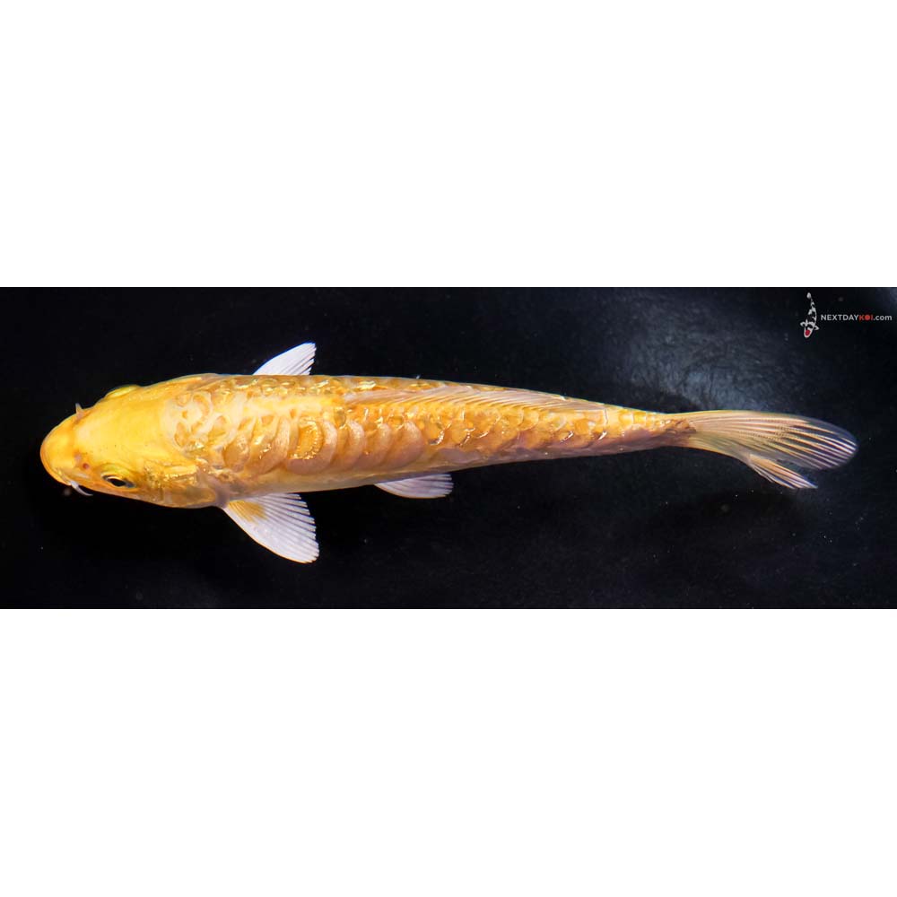 6.5” Imported Gin Rin Doitsu Yamabuki Ogon