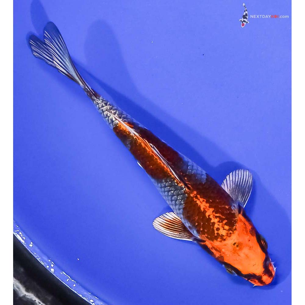 6” Imported Kujaku