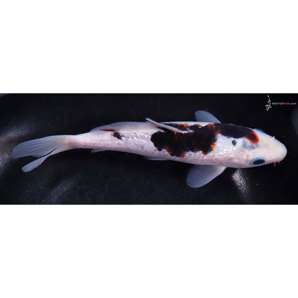 6.5” Imported Goromo