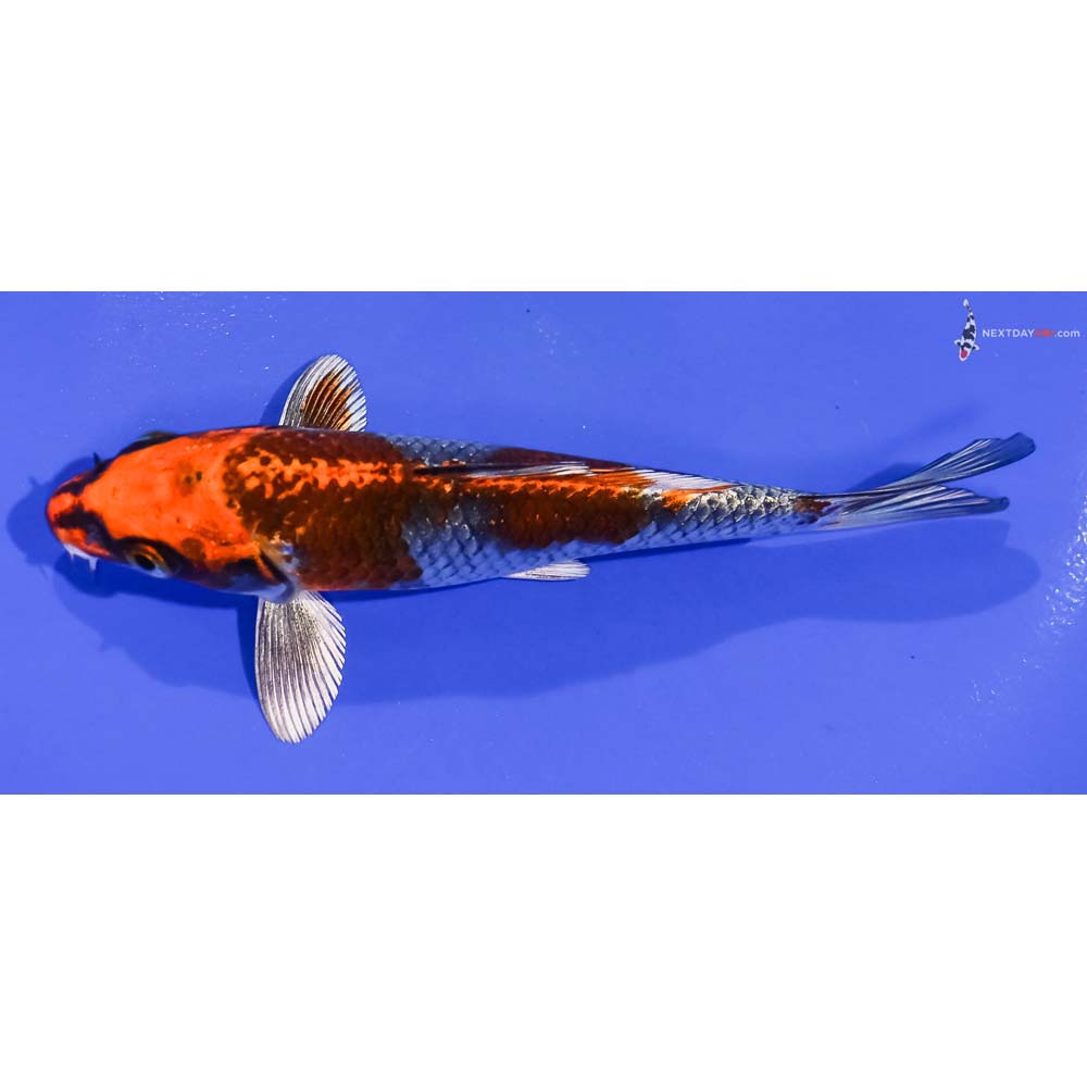 6” Imported Kujaku