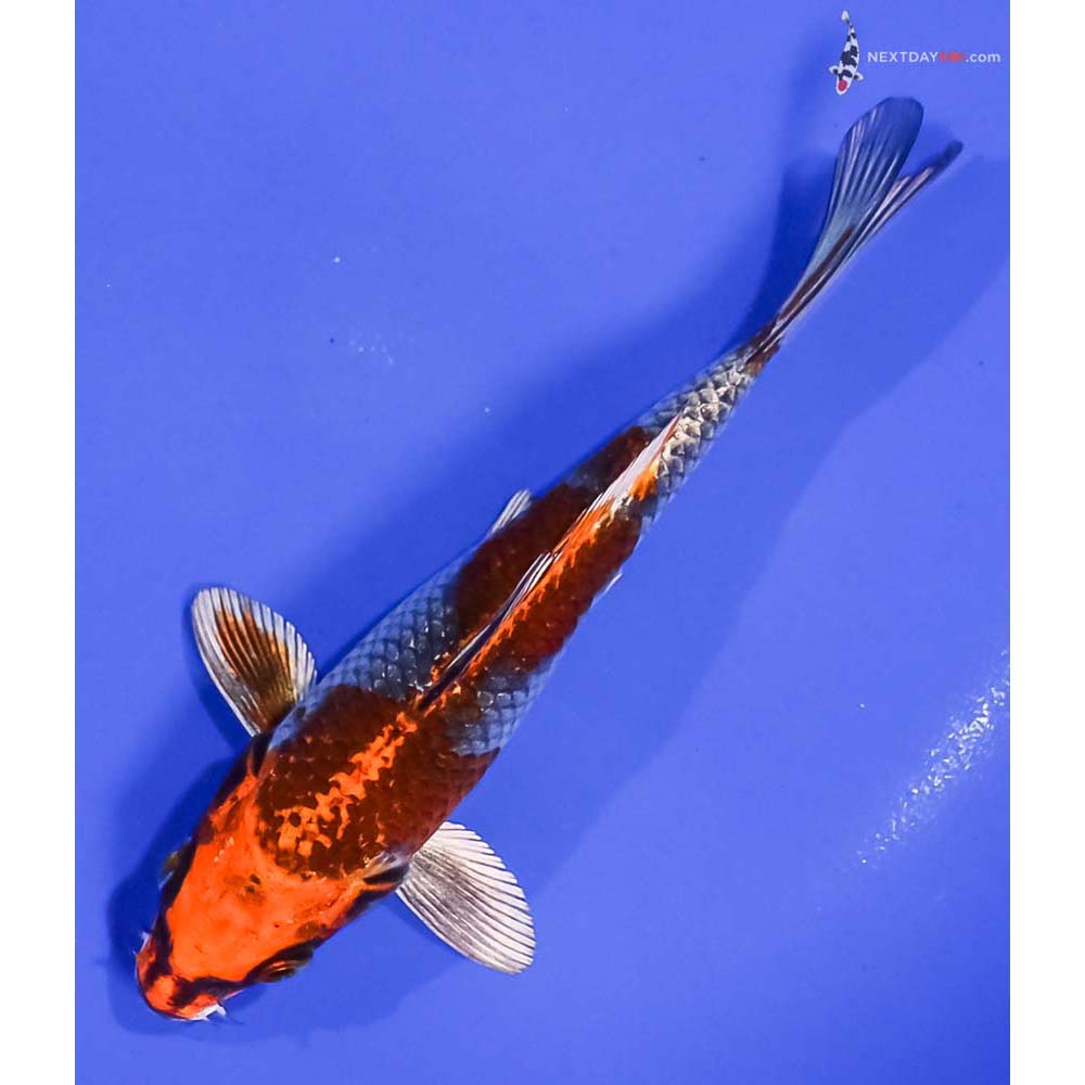 6” Imported Kujaku