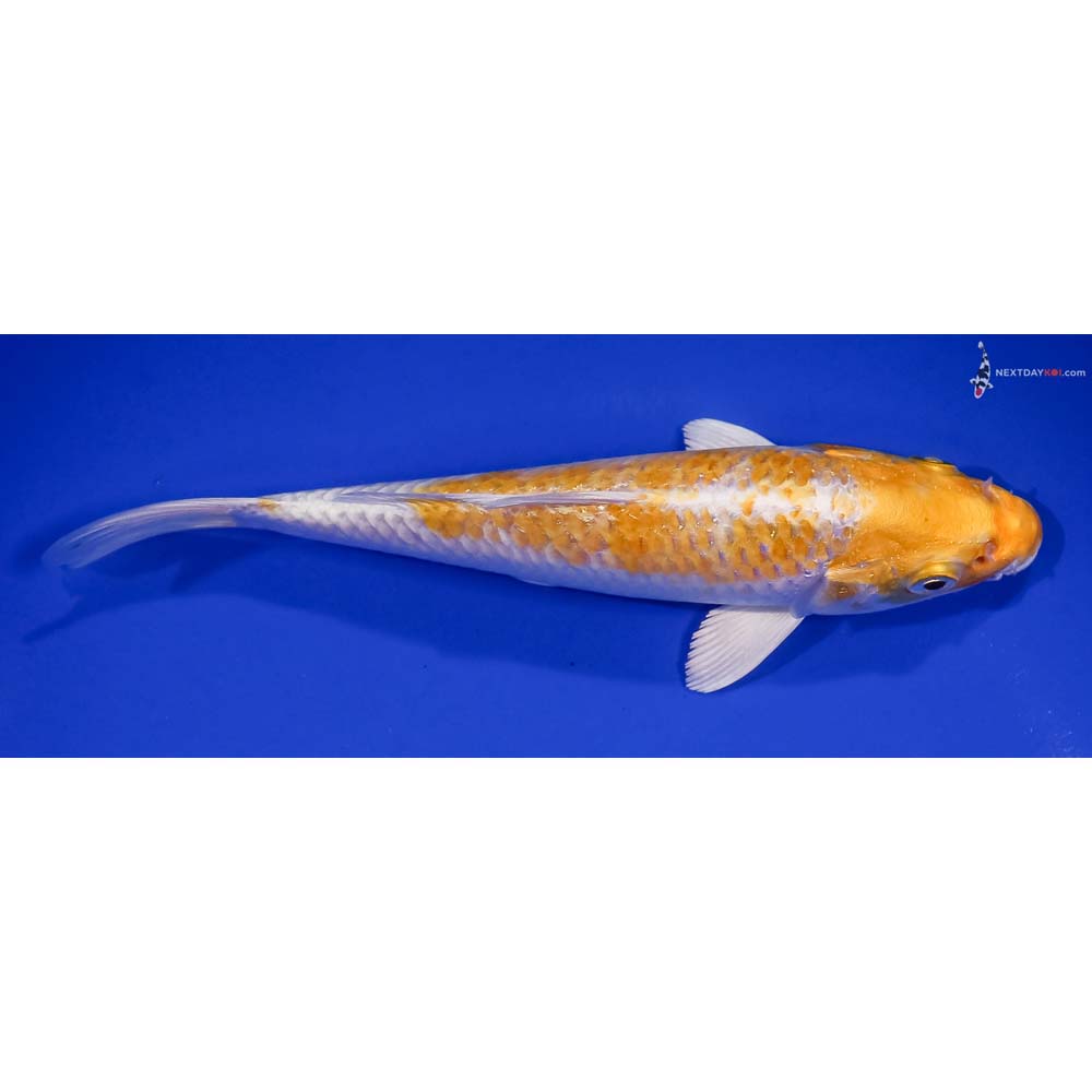 6” Imported Lemon Hariwake