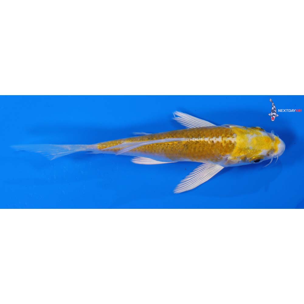 4” Imported Lemon Hariwake Butterfly Koi