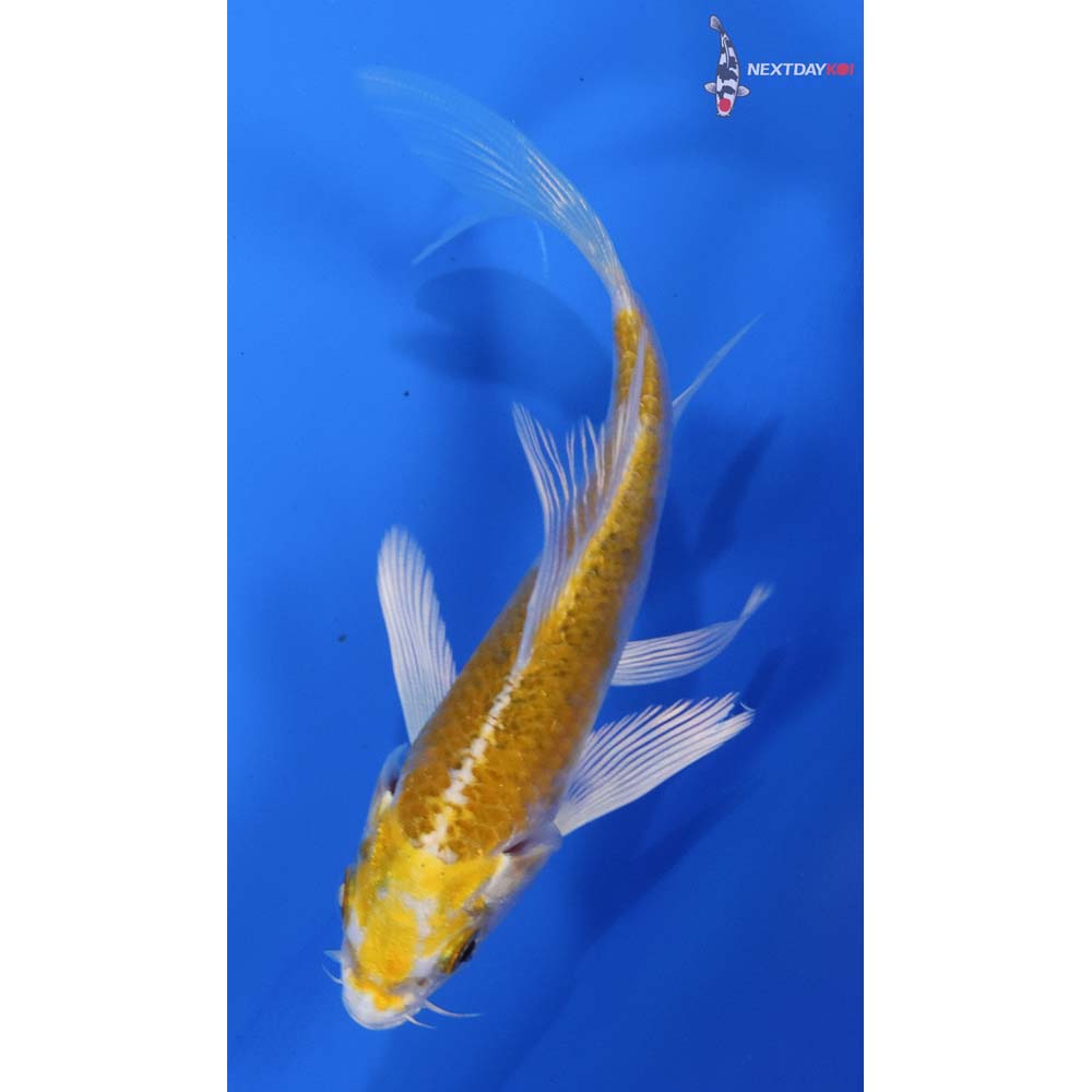 4” Imported Lemon Hariwake Butterfly Koi