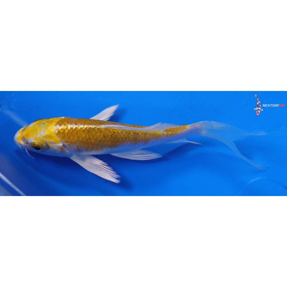 4” Imported Lemon Hariwake Butterfly Koi