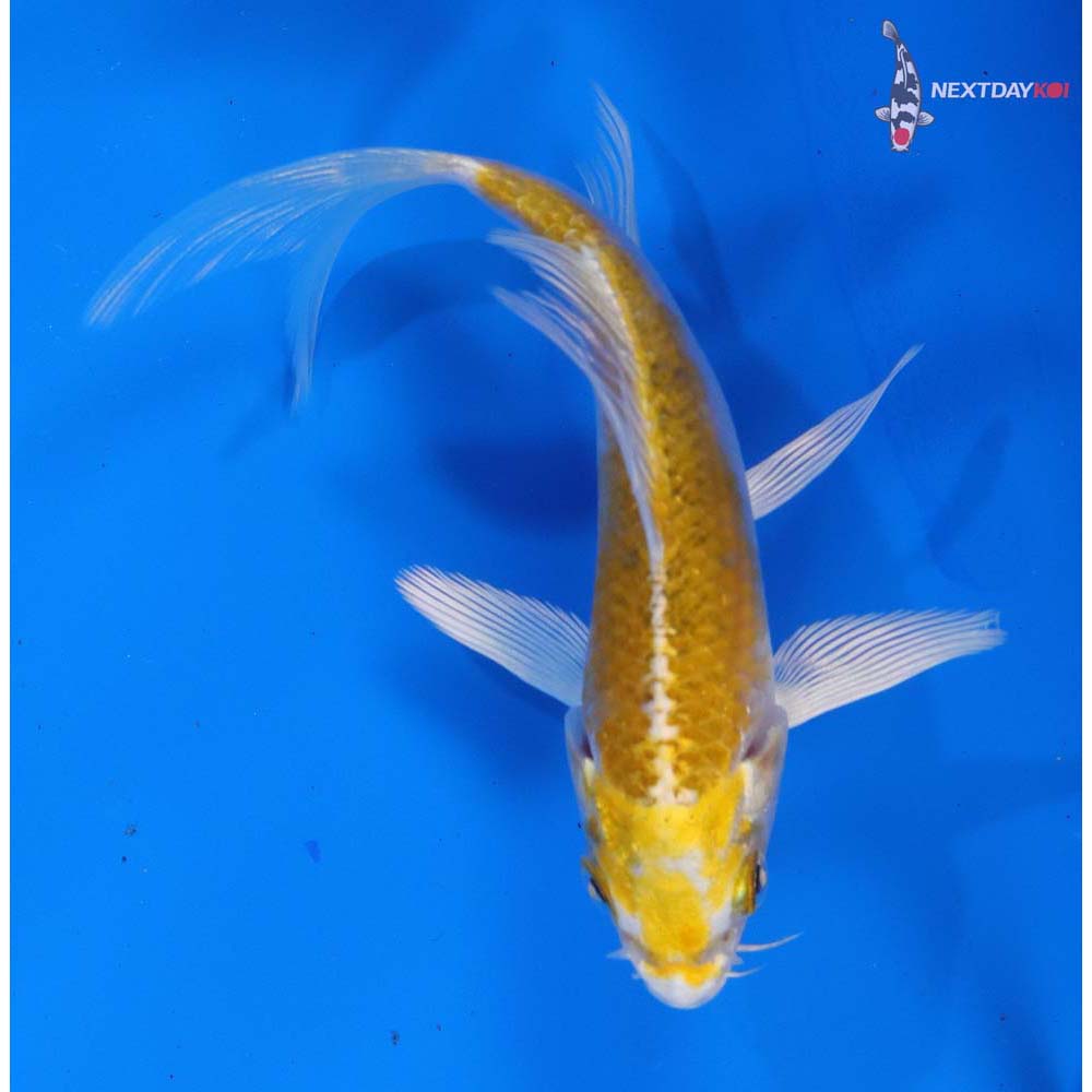4” Imported Lemon Hariwake Butterfly Koi