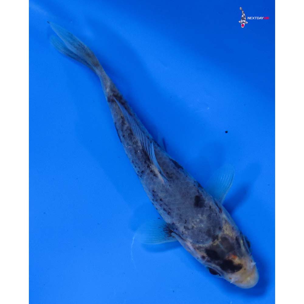 4” Imported Matsukawabakke