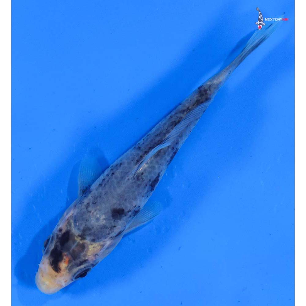 4” Imported Matsukawabakke