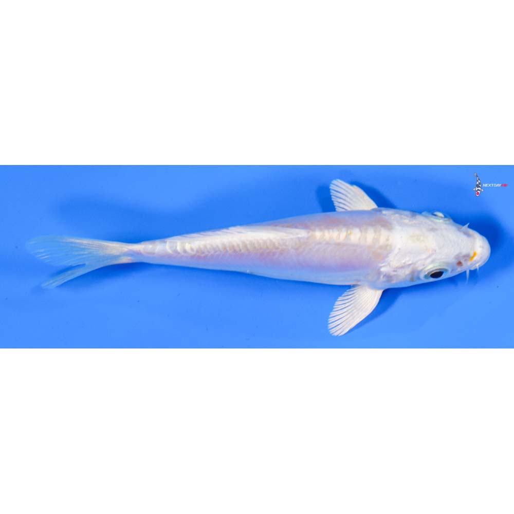 4” Imported Doitsu Lemon Hariwake