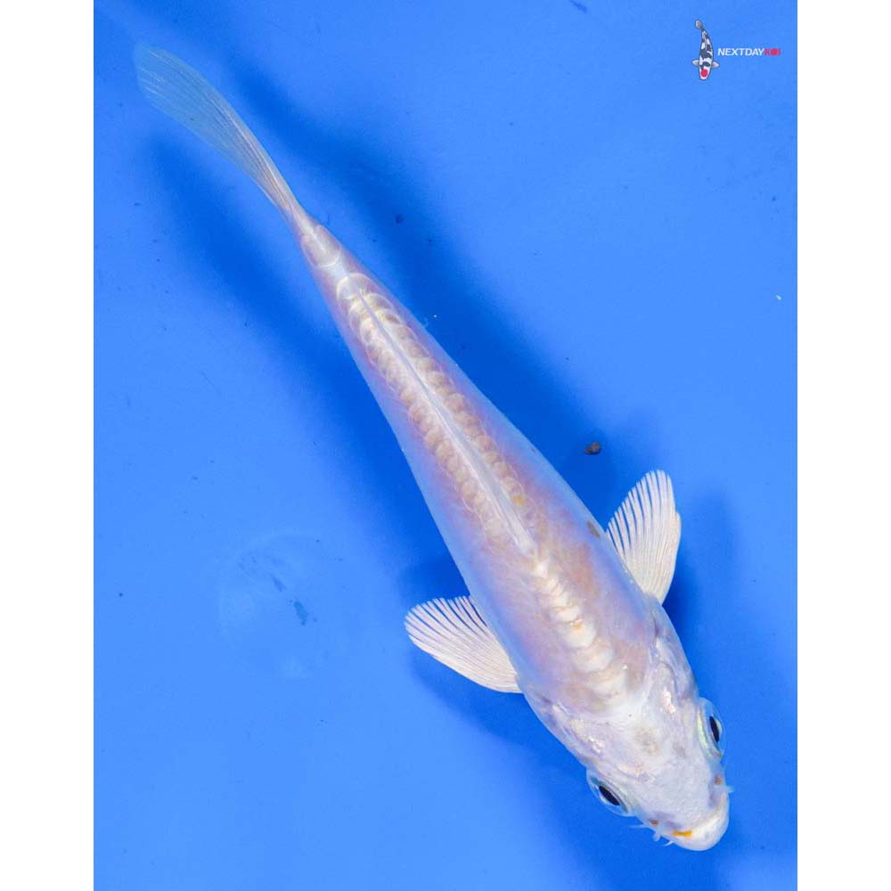 4” Imported Doitsu Lemon Hariwake